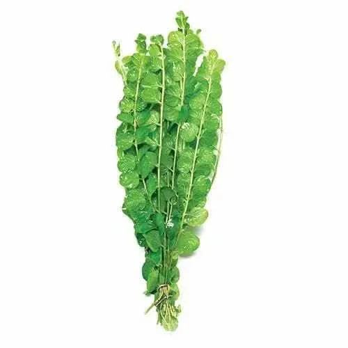 Bunch of green aquatic plants.