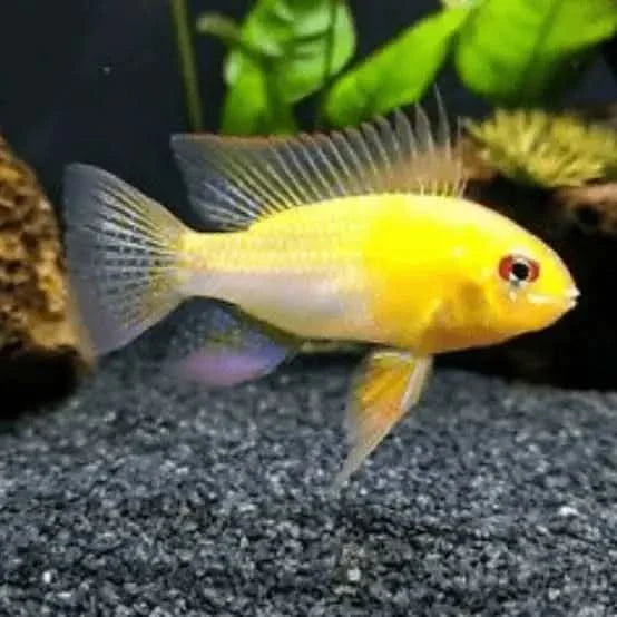 Golden ram cichlid fish.