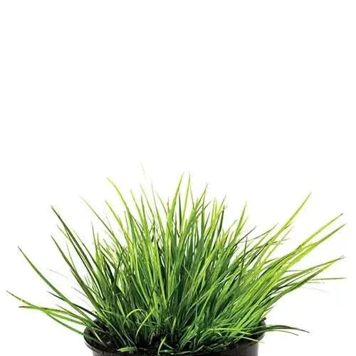 Green ornamental grass.