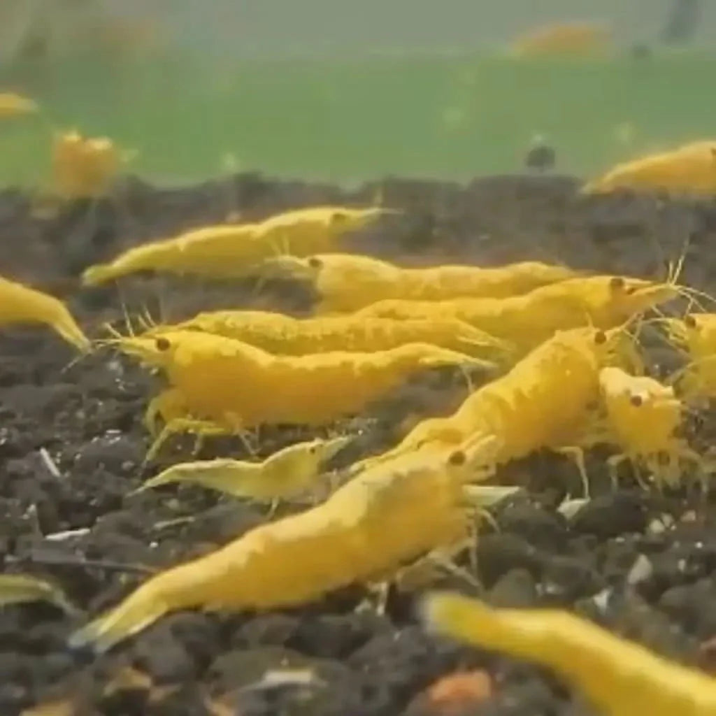 Golden yellow shrimp.
