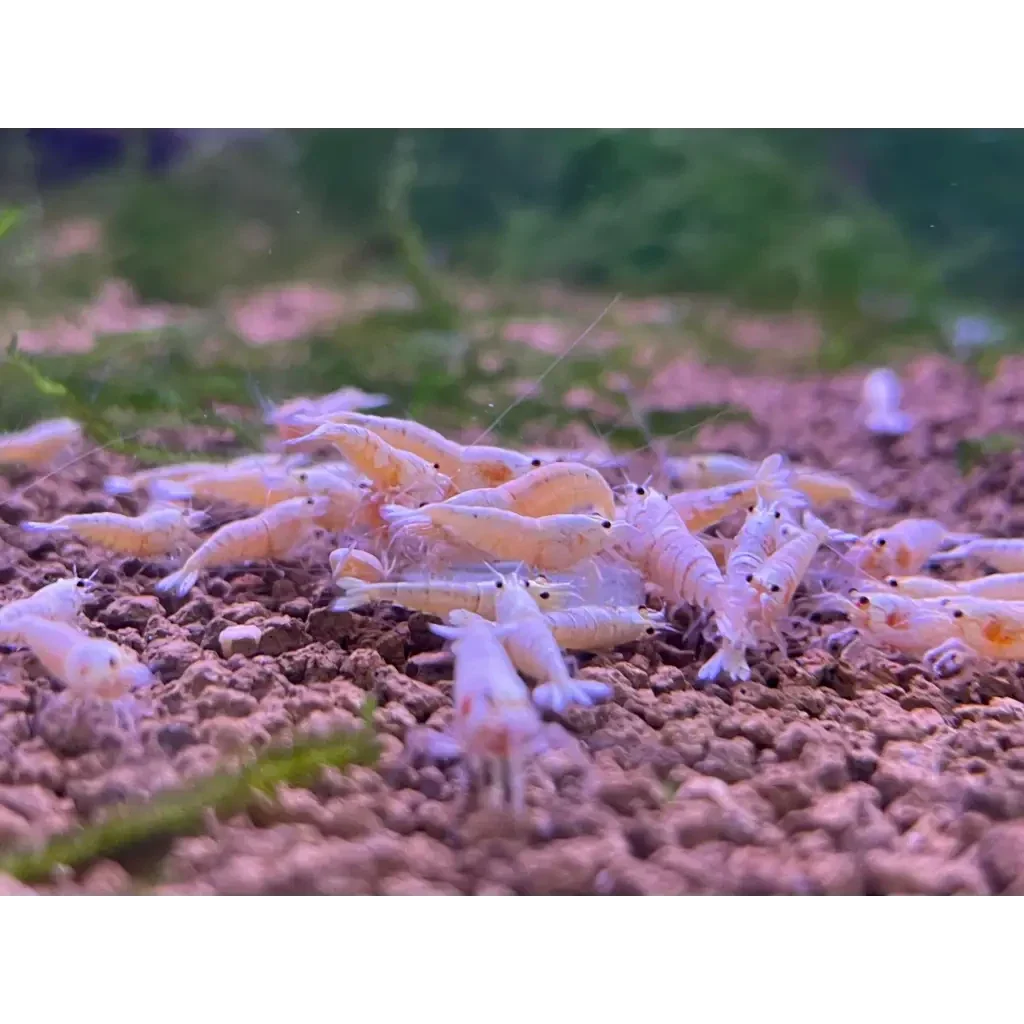 Cluster of white shrimp.
