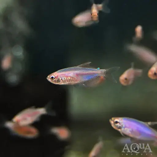 A shimmering, translucent pink and blue neon tetra swims gracefully in the water.