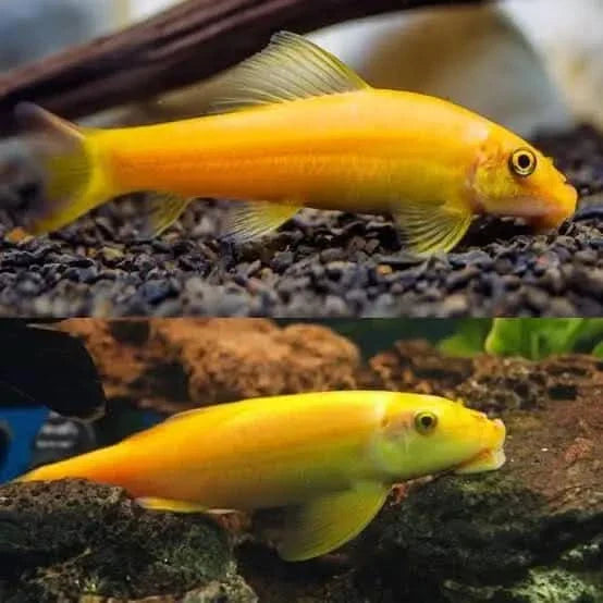 Two golden algae eaters.
