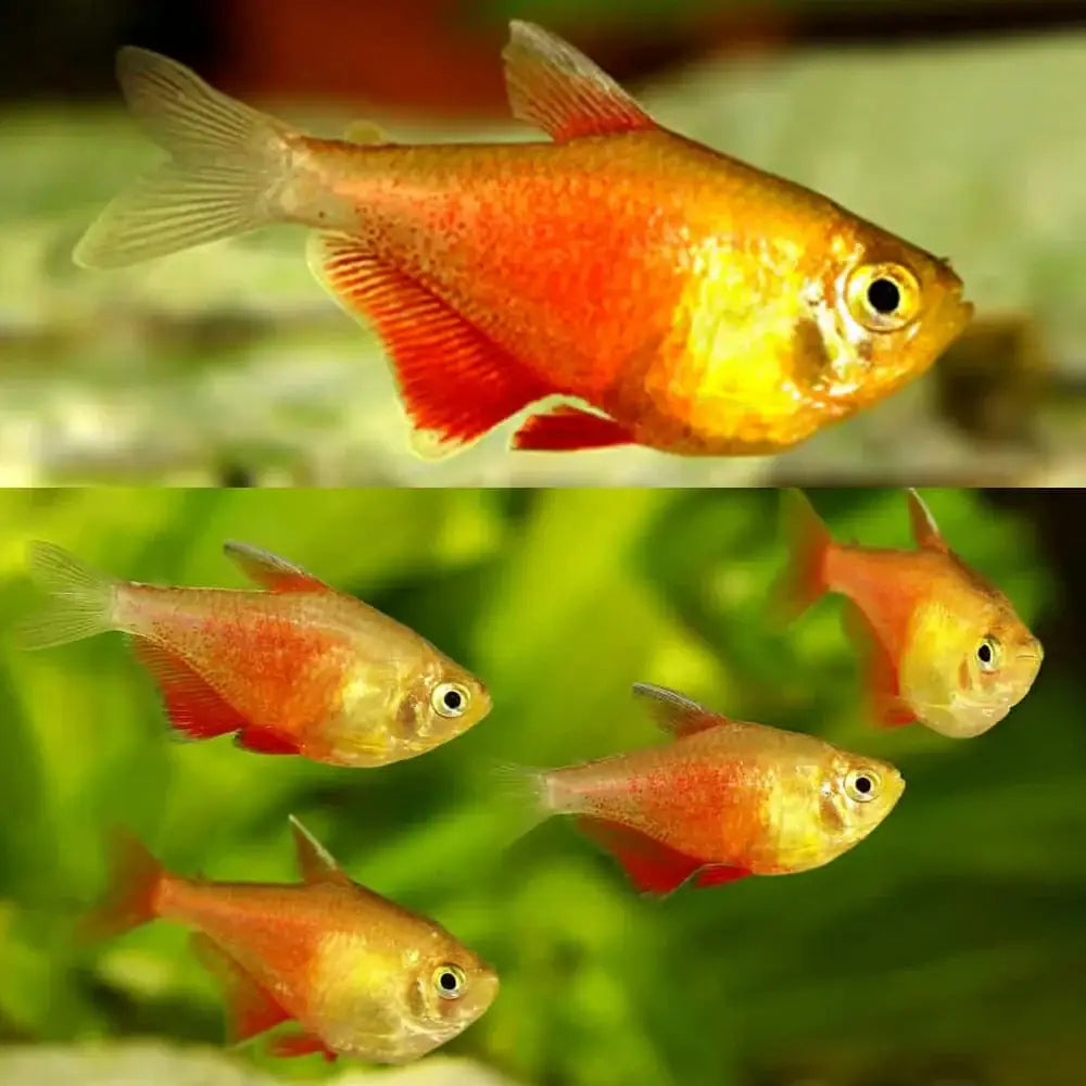 A vibrant orange and yellow fluorescent tetra fish with translucent fins.