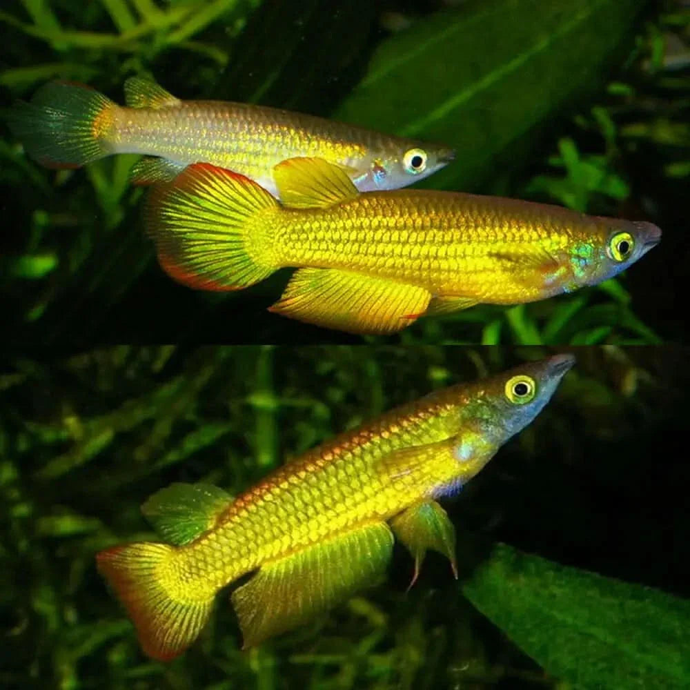 Three golden killifish.