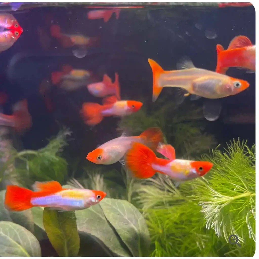 Colorful guppy fish.