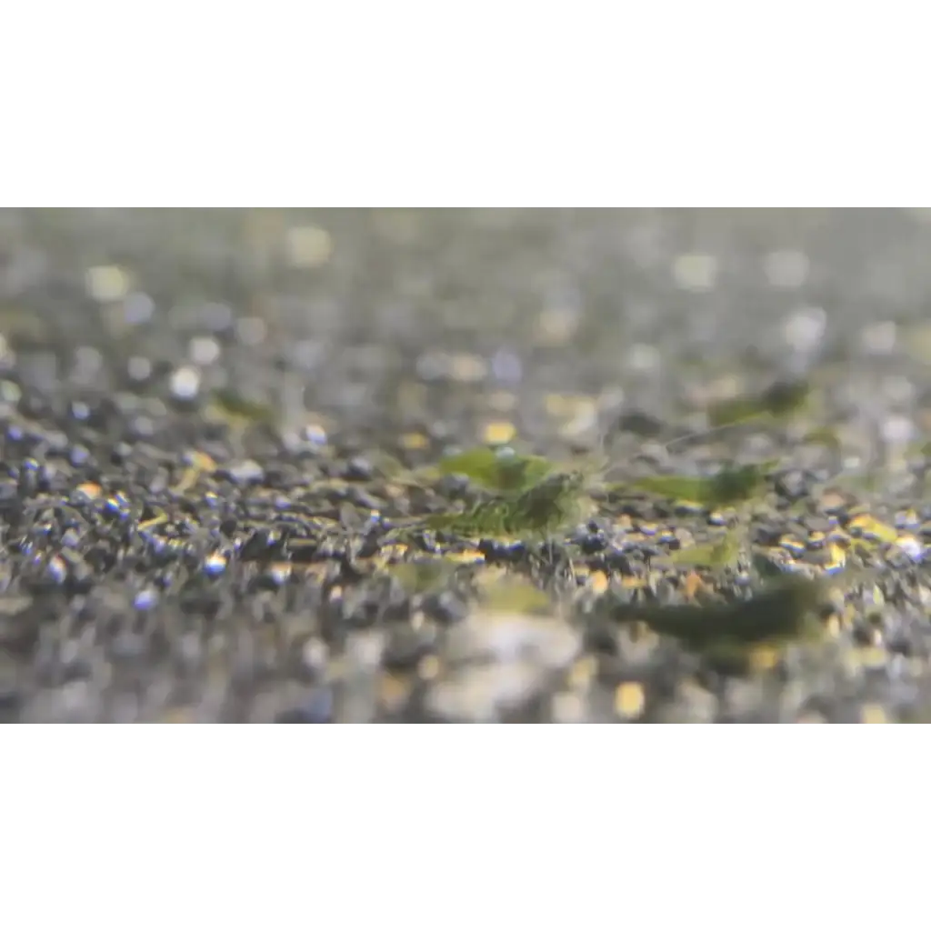 Black pebble beach sand with green seaweed.
