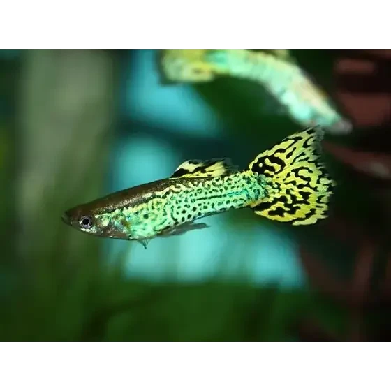 Green and black patterned guppy.