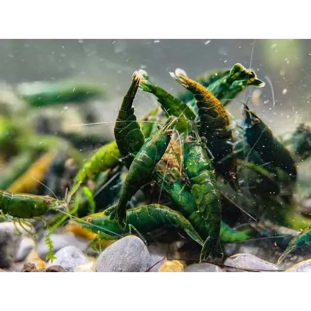Cluster of green shrimp.