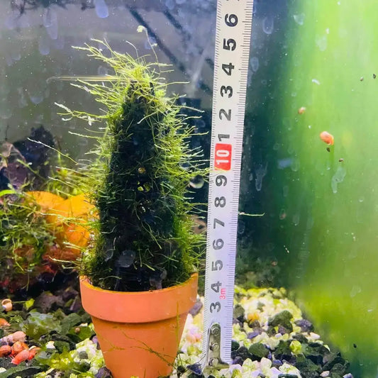 Green Moss Tree