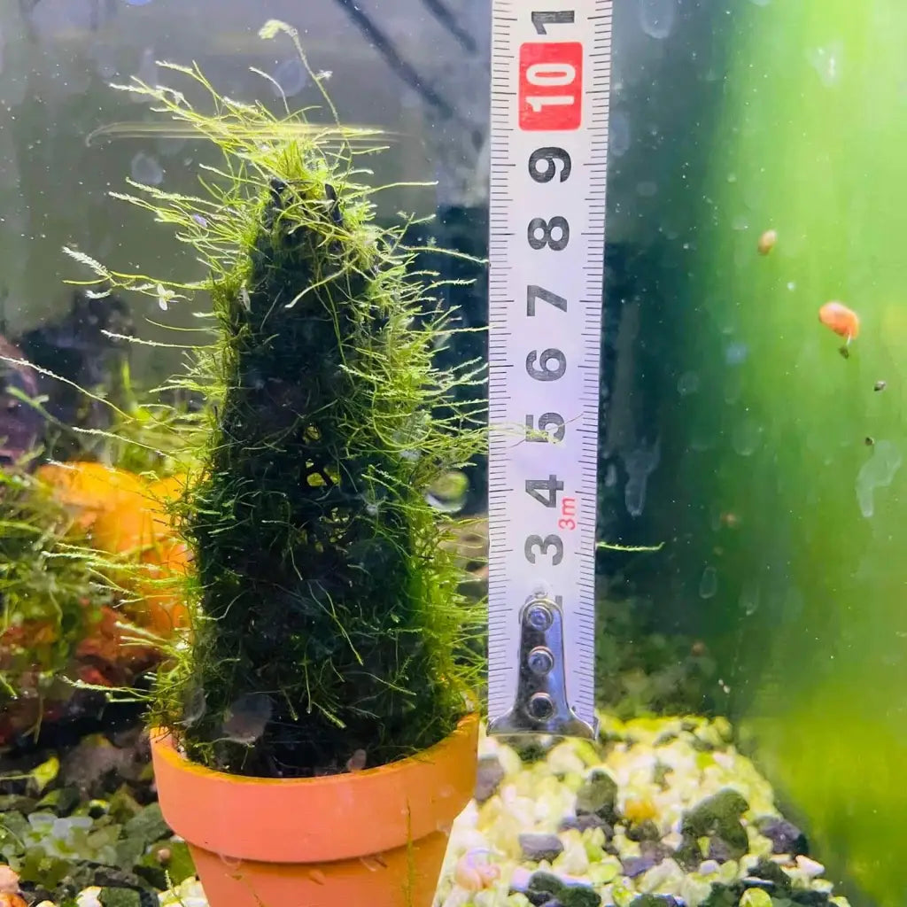 Green Moss Tree