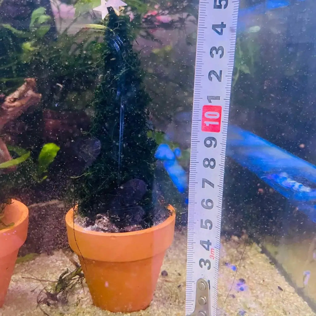 Green Moss Tree
