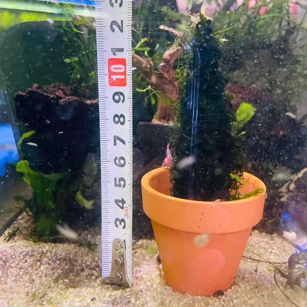 Aquatic plant in terracotta pot.