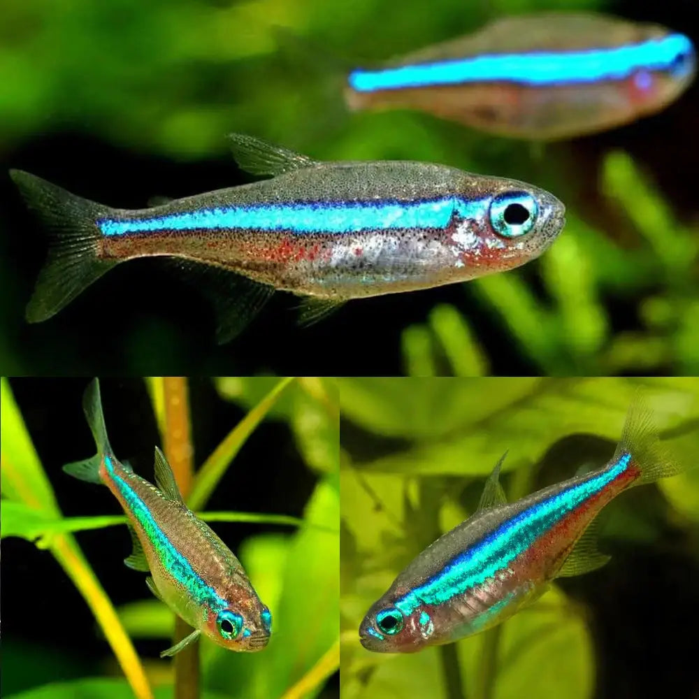 Three neon tetras with iridescent blue stripes and red markings.