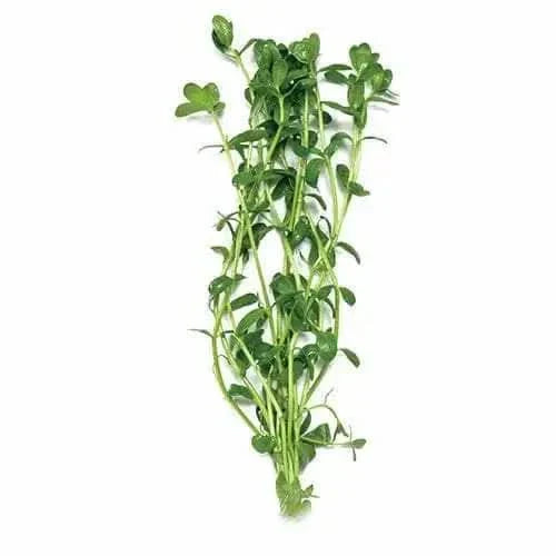 Fresh green thyme sprigs.