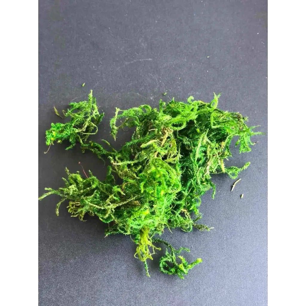 Bright green, tangled moss.