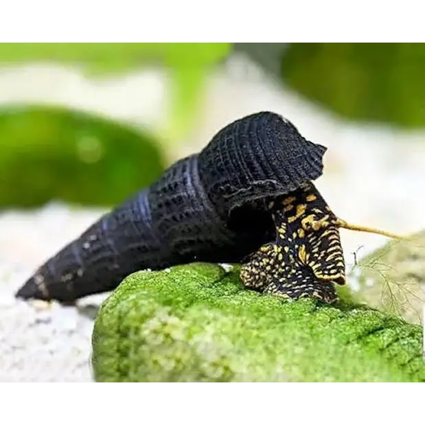 Black pagoda snail with patterned body.
