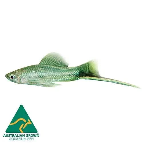Green swordtail fish.