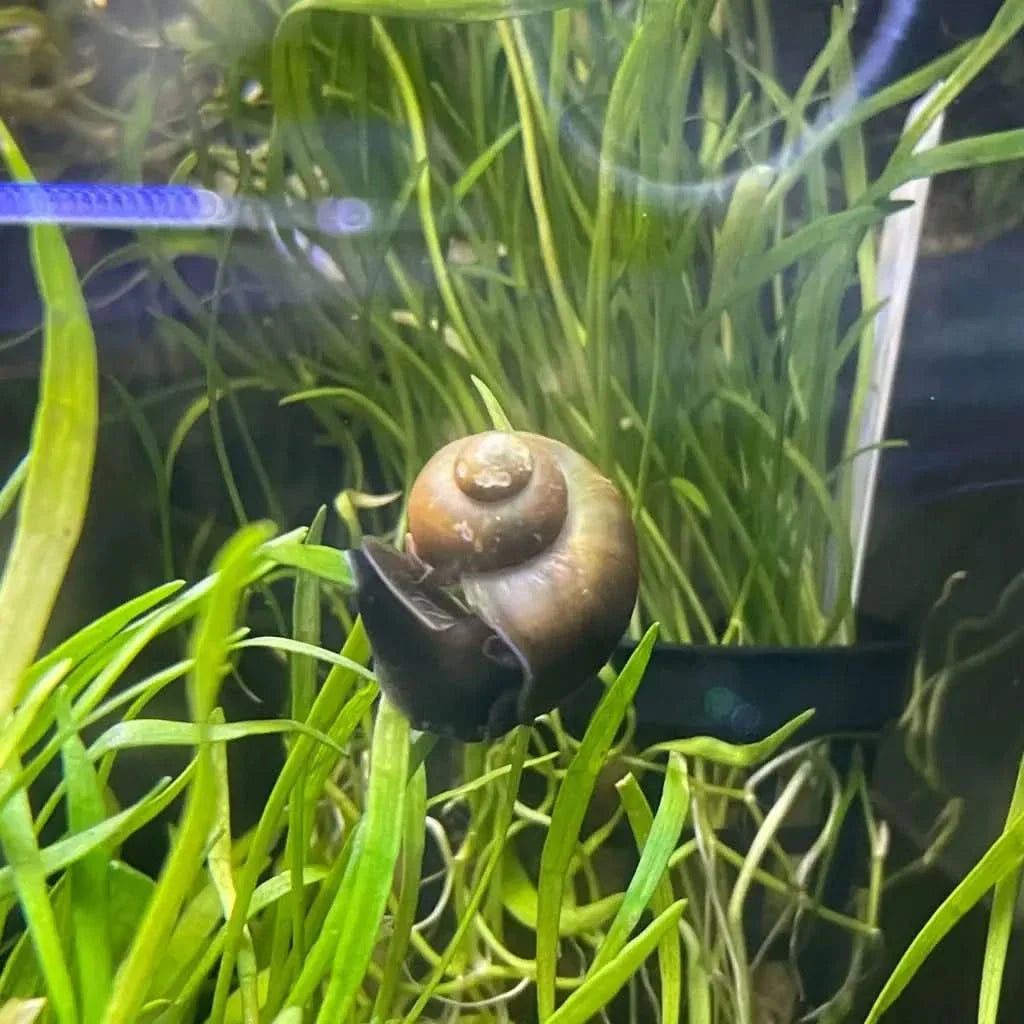 Brown shelled snail.
