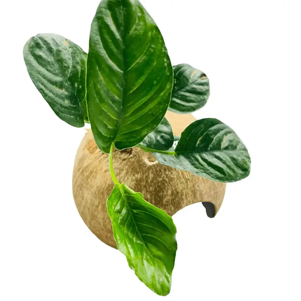 Half Coconut House With Assorted Anubias