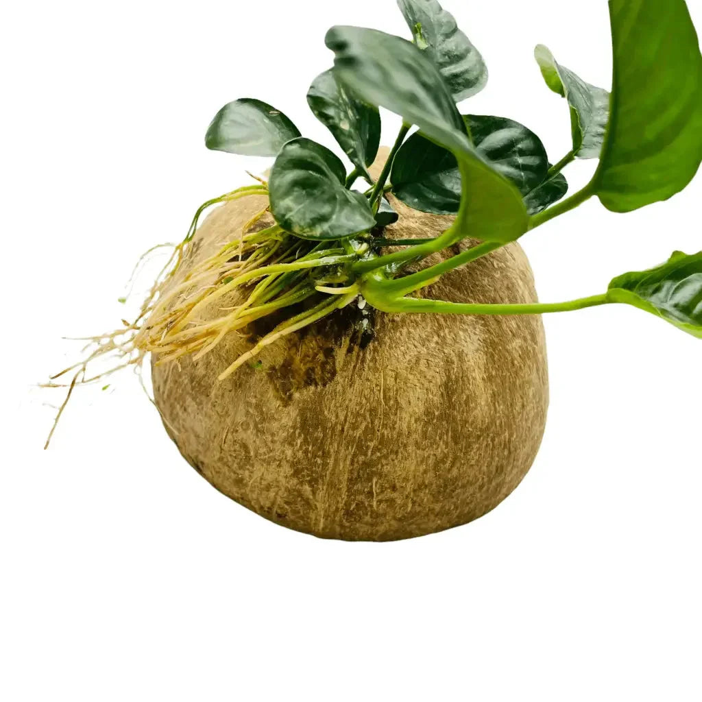 Half Coconut House With Assorted Anubias