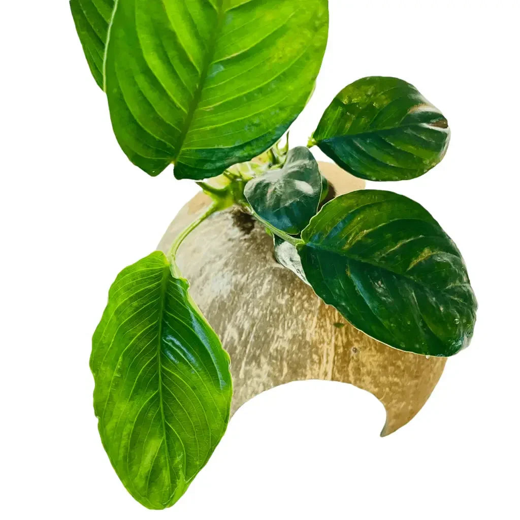 Half Coconut House With Assorted Anubias