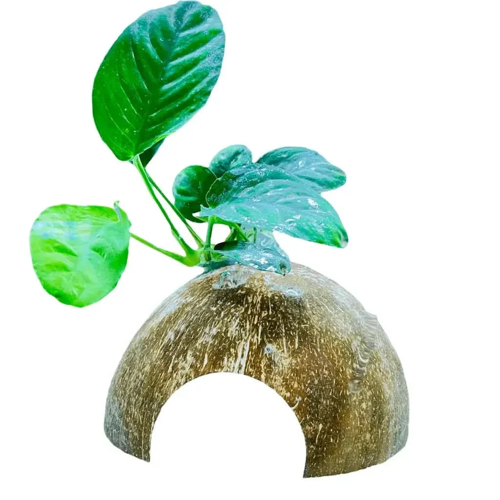 Coconut shell reptile hide with artificial plant.