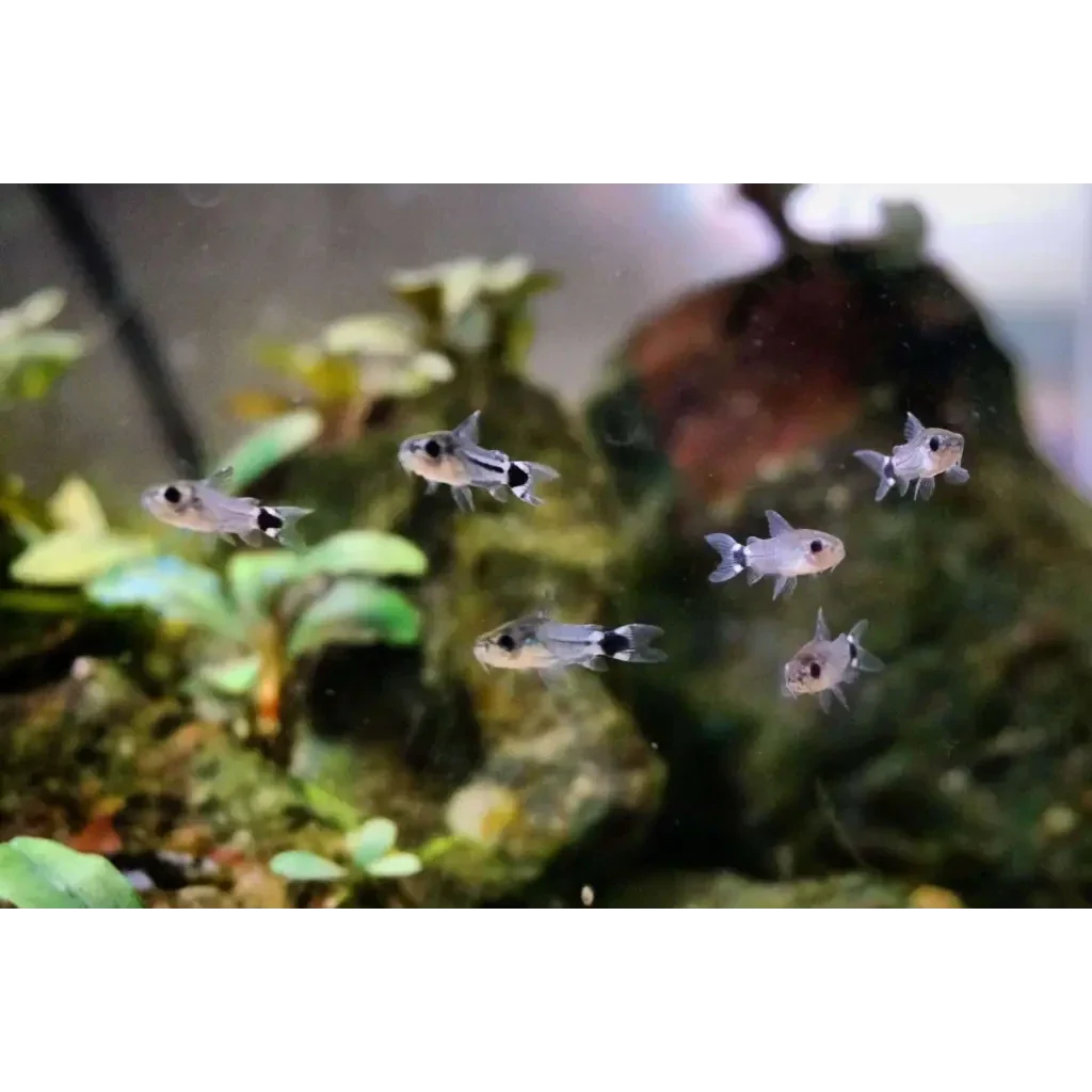 School of pygmy corydoras.