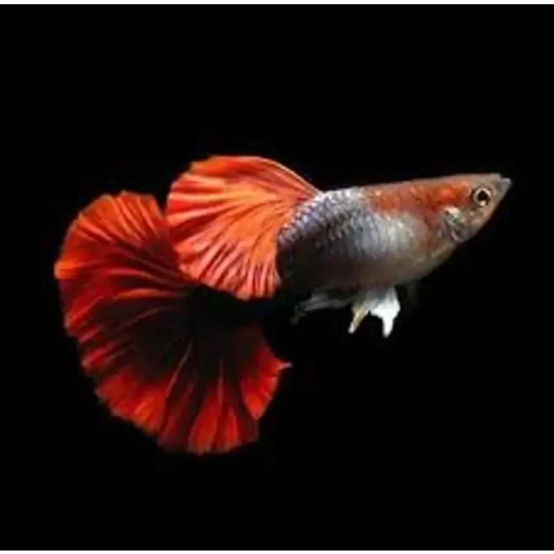 Vibrant red guppy.