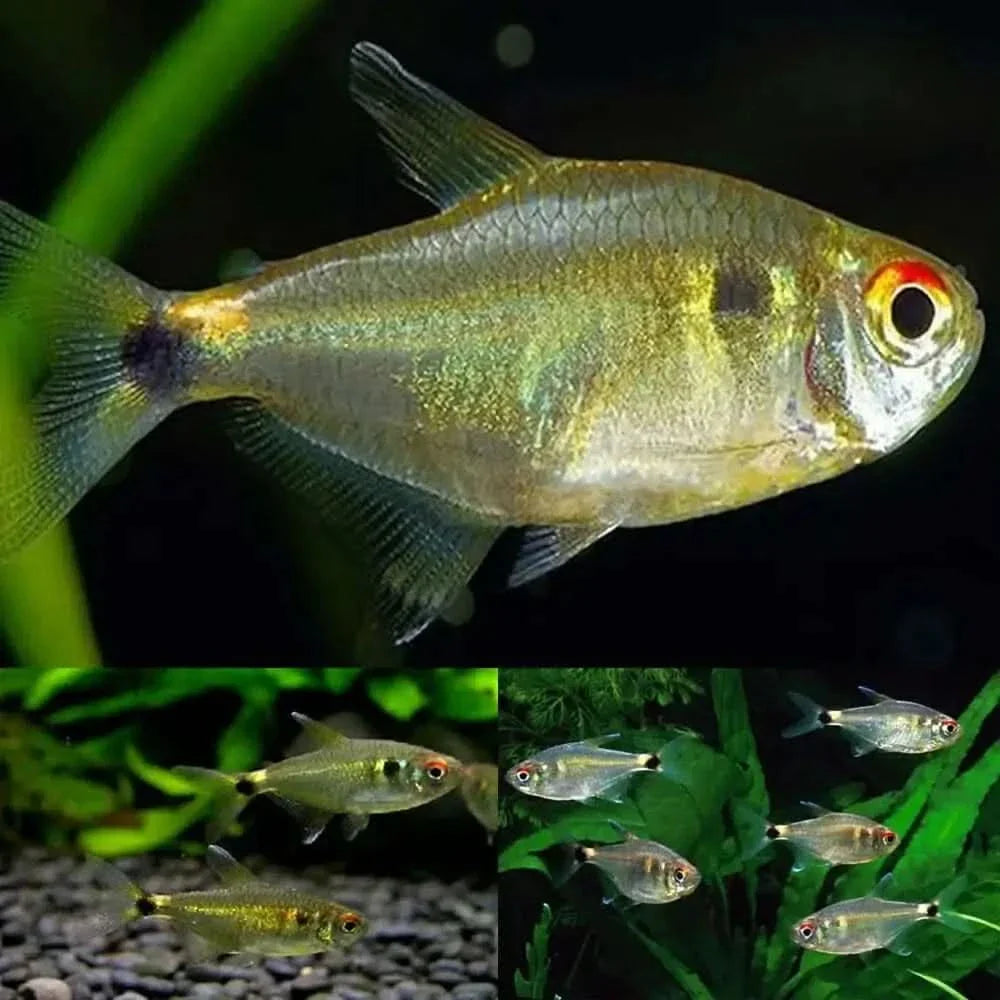 Black skirt tetra fish.