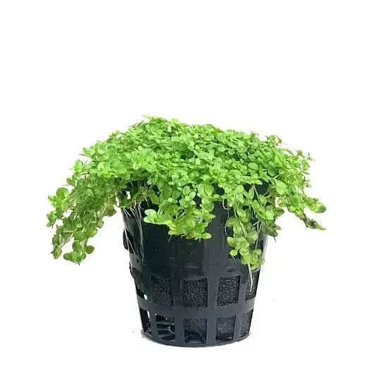 Aquatic plant in a black pot.