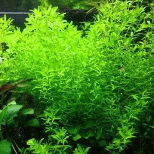 Hemianthus Micranthemoides Babytears HM Narror Pot