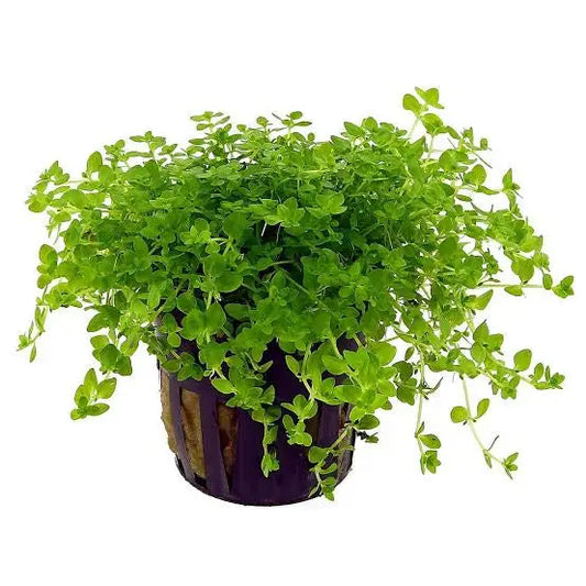 Hemianthus micranthemoides (Pearl Grass/Narrow Leaf Baby