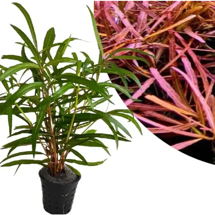 Aquatic plant in pot.