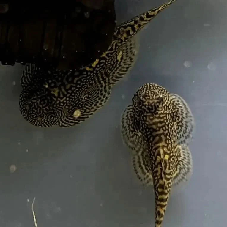 Two patterned pleco fish.