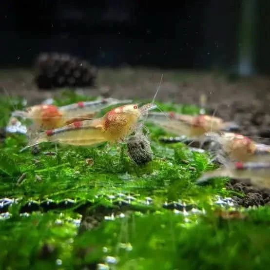 Aquarium shrimp with red markings.