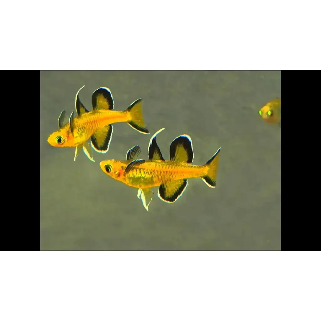 Golden threadfin rainbowfish.
