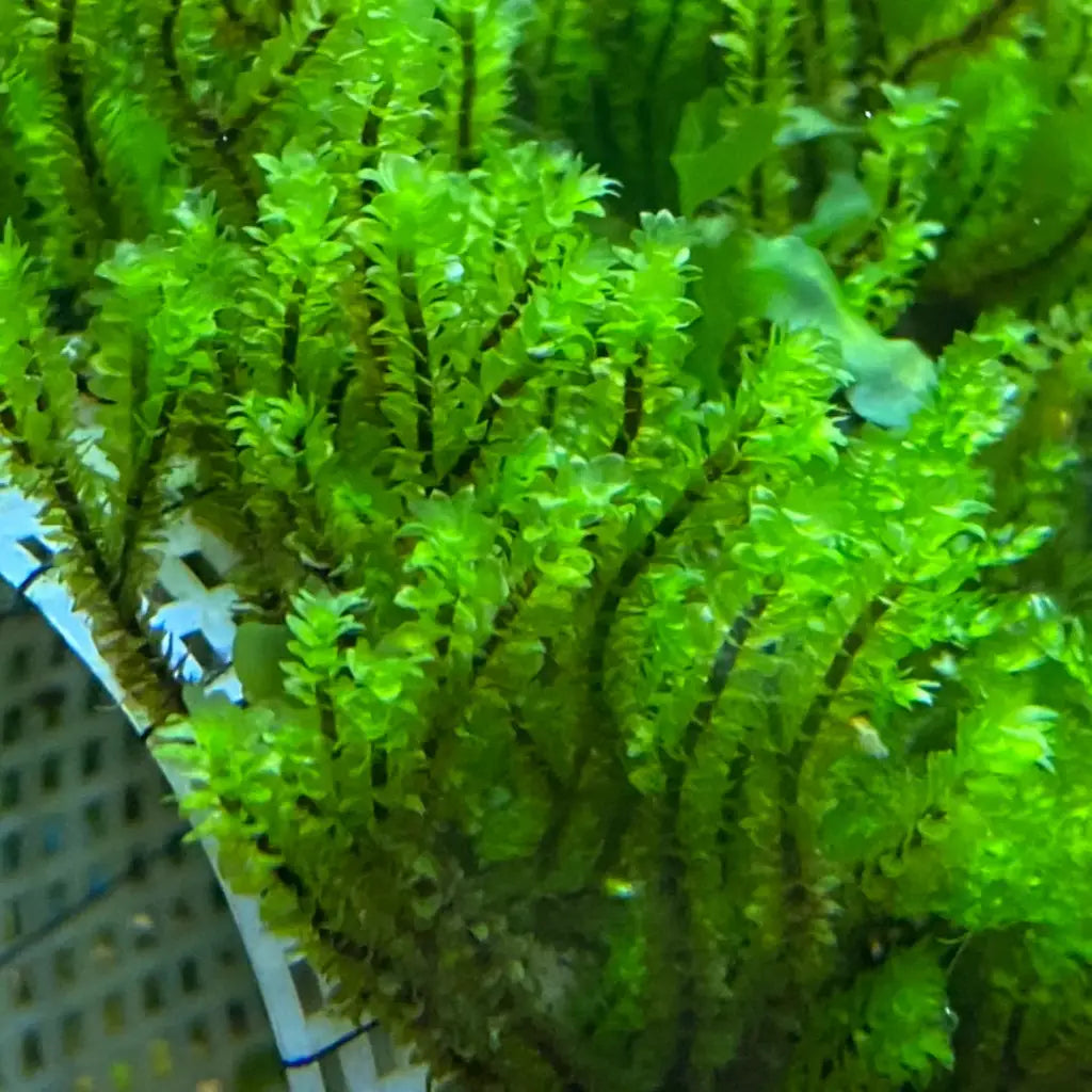 Green aquatic plant in white pot with black lattice design