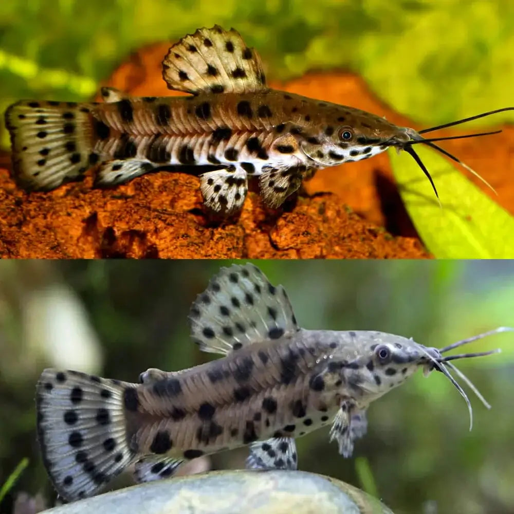 Spotted Raphael catfish.