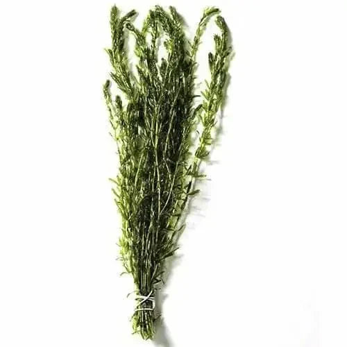 Hydrilla - Native Elodea - ( 5x 10cm )