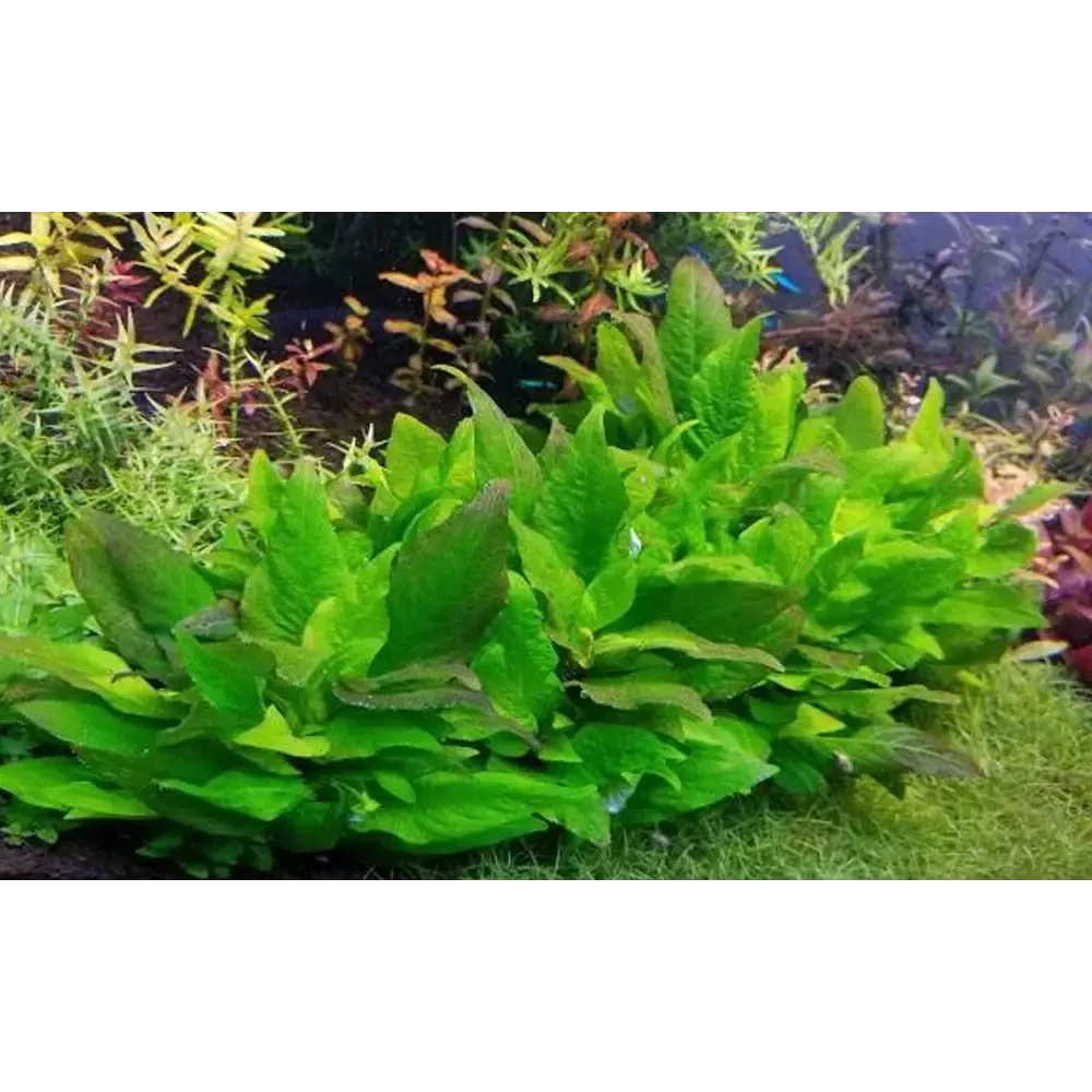 Lush green aquarium plant.