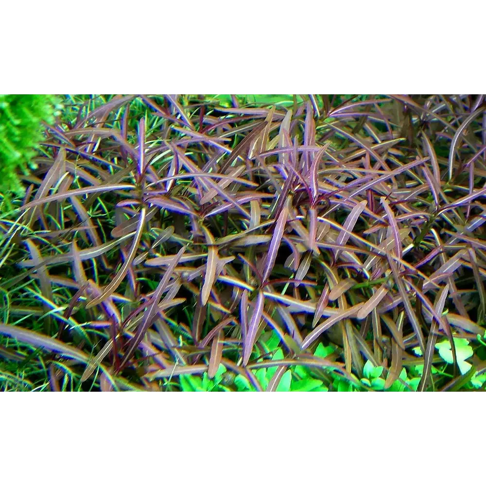 Aquatic plant with purple leaves.