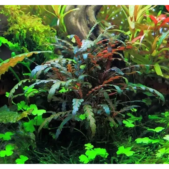 Aquatic plant with textured leaves.