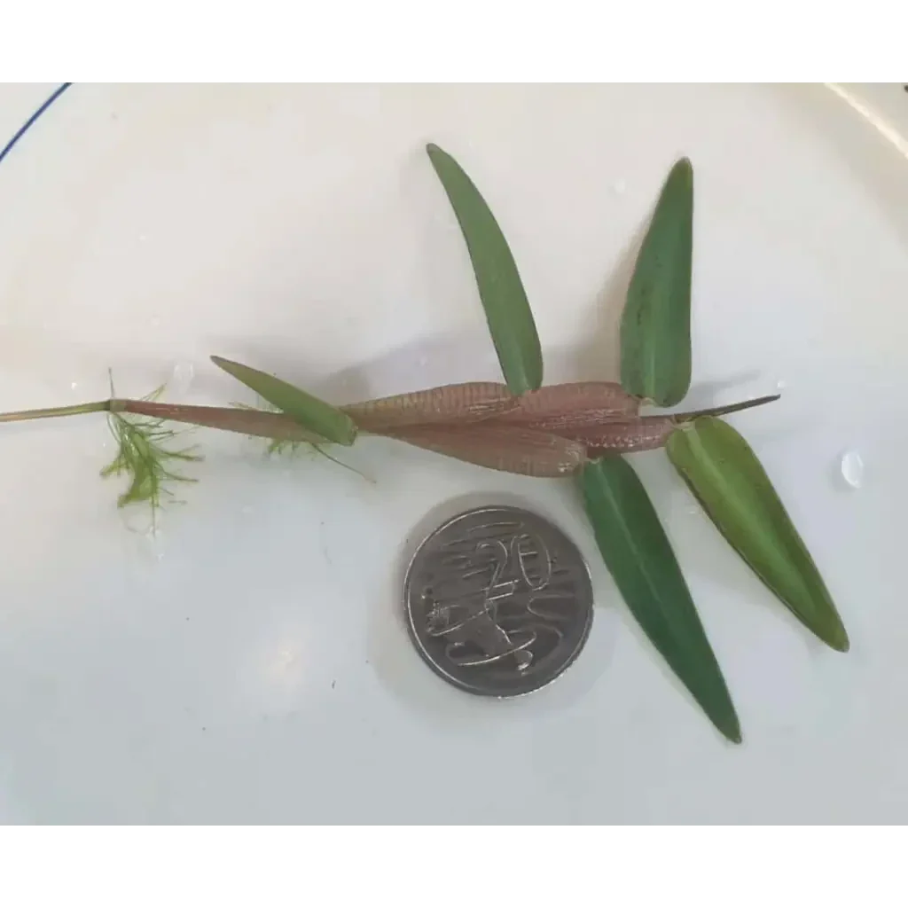Aquatic plant with green leaves and reddish stem.