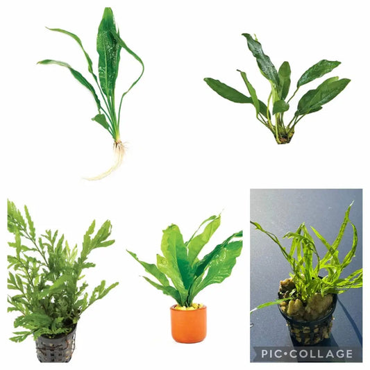 Immortal Plant Bundle