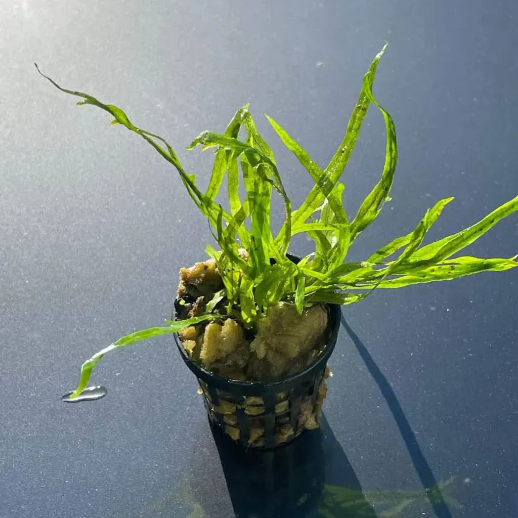 Aquatic plant in a black pot.