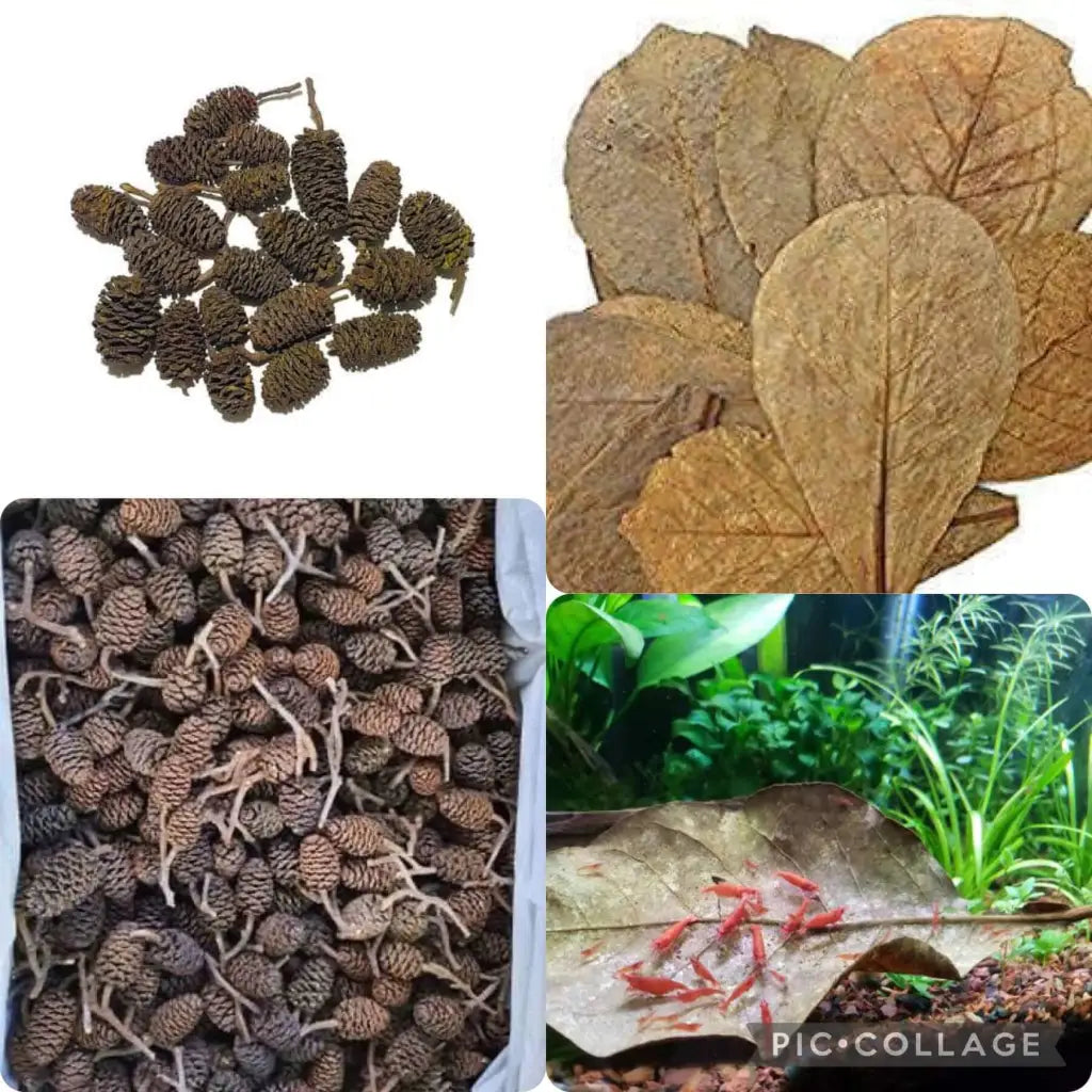 Indian Almond Leaves IAL (Pack of 10) Alder Cones 12 Pcs