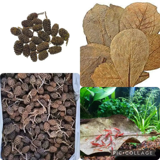 Indian Almond Leaves IAL (Pack of 10) Alder Cones 12 Pcs