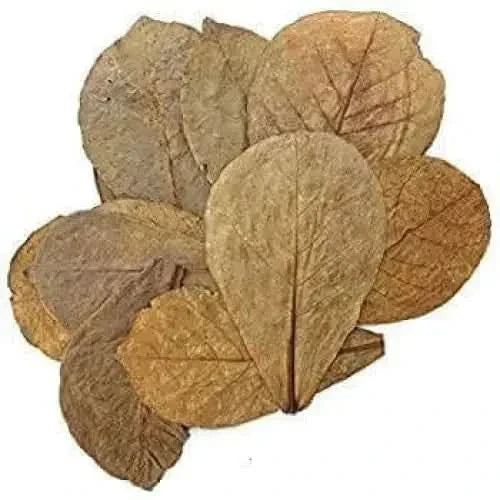 Pile of dried, brown leaves.