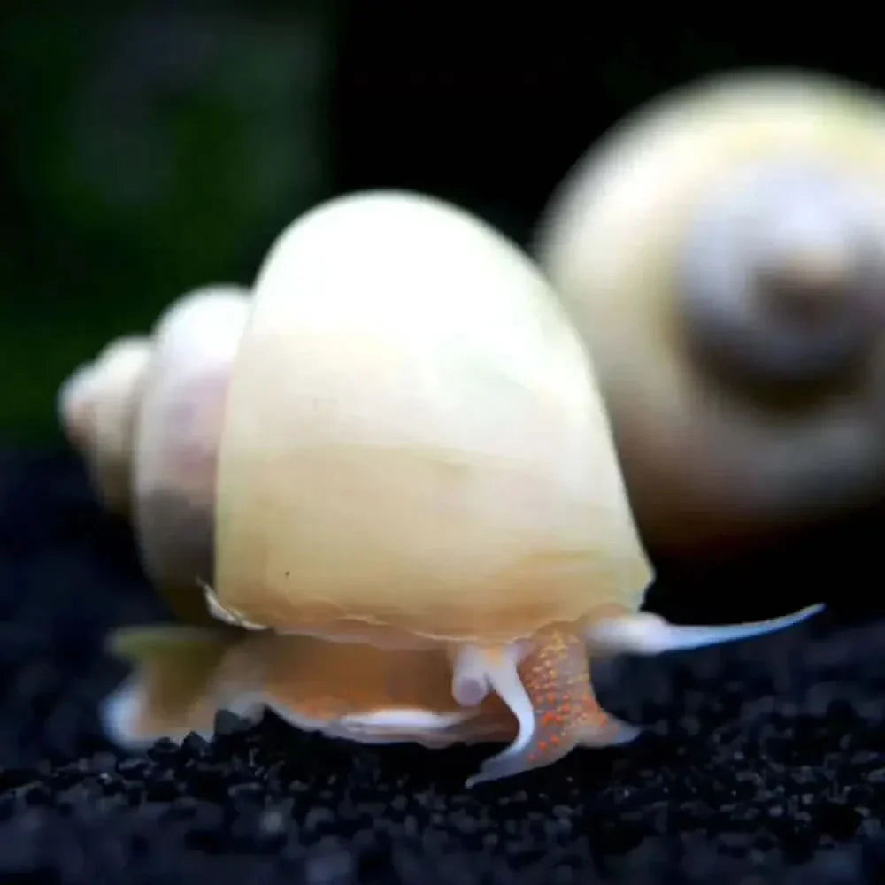 Ivory mystery snail.